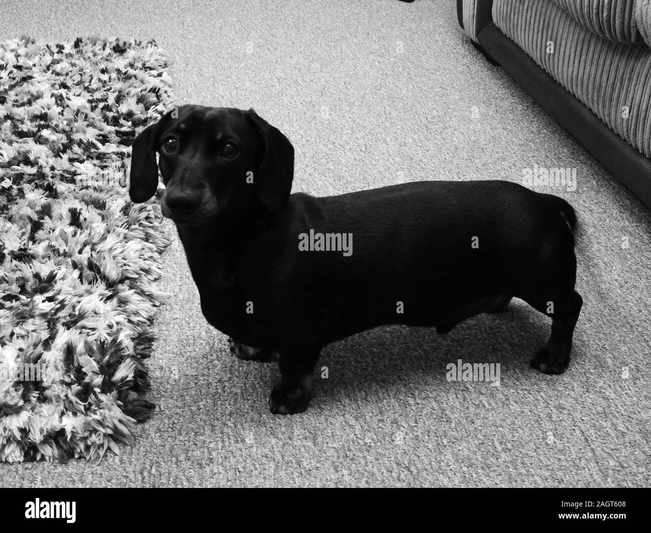 Dachshund Black and White Stock Photos & Images Alamy
