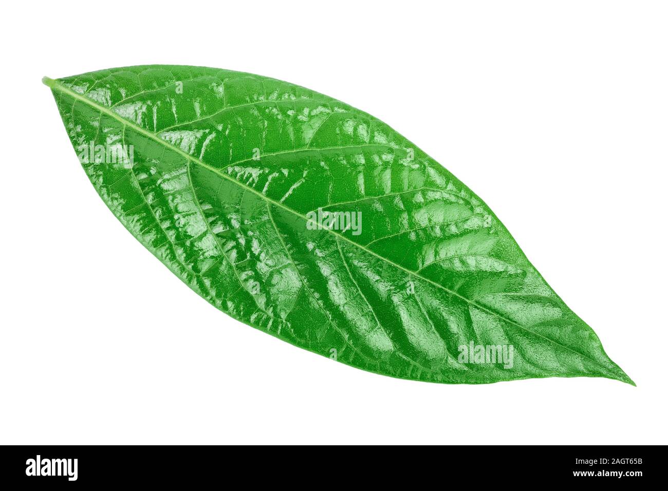 fresh avocado leaves isolated on white background, Stock Photo