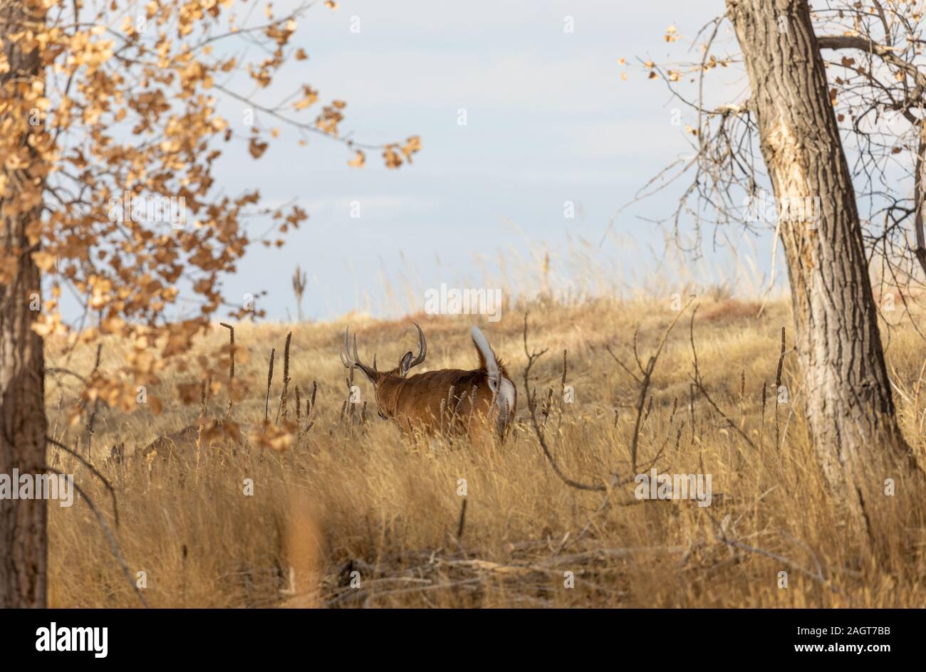 Whitetail Deer Buck During the Fall Rut Stock Photo - Alamy