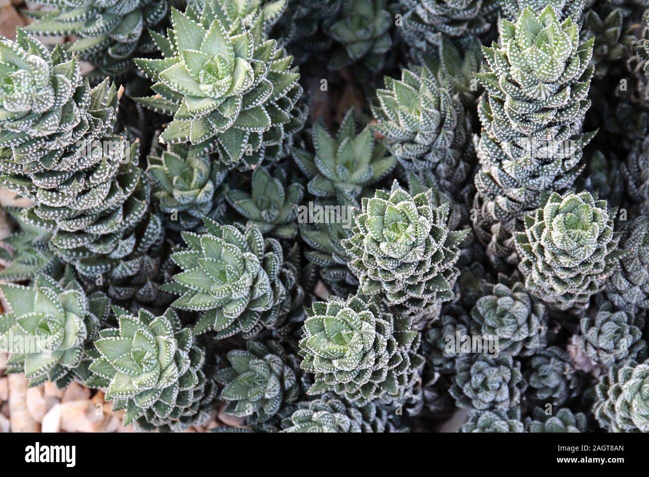 Close up of a cluster of Zebra Wart Plant, Haworthia reinwardtii with a blurred background Stock Photo