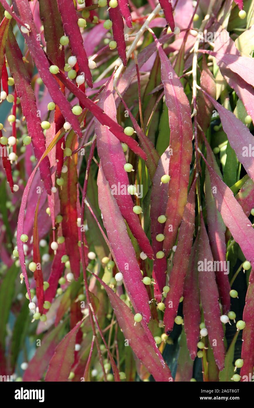 Close up of Rhipsalis branches coverd in flower buds Stock Photo