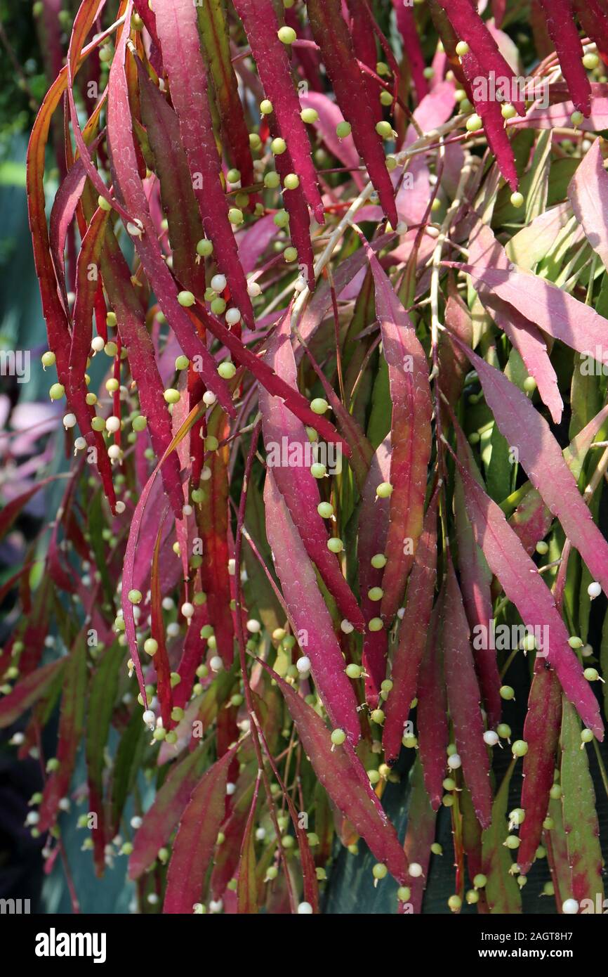 Close up of Rhipsalis branches coverd in flower buds Stock Photo