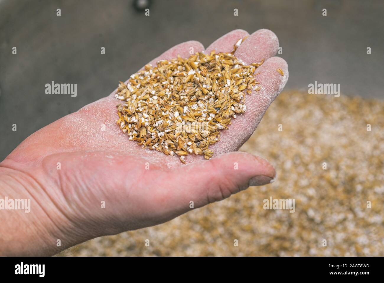 Ground malt seeds. A handful of malt for making beer in a male hand close-up. Kraft brewing from barley grain malt is pale in the process. Stock Photo