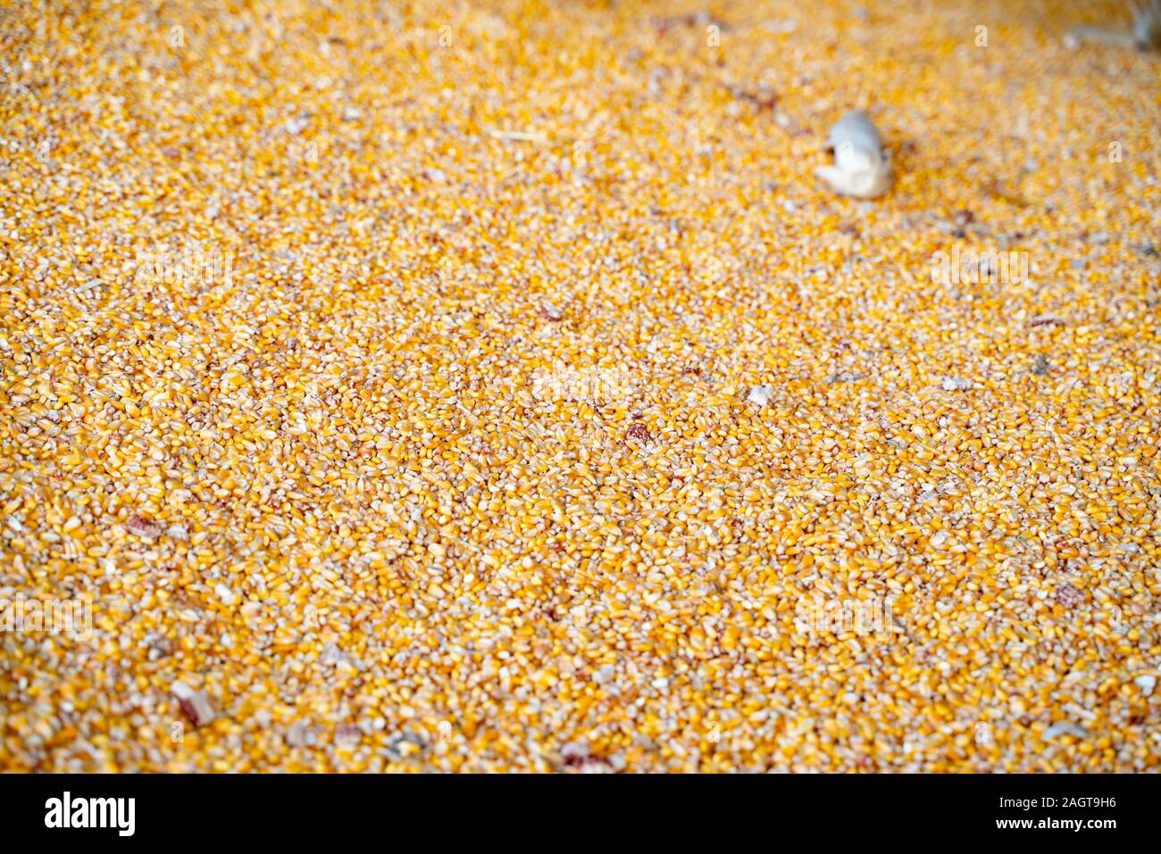 dried corn for background uses Stock Photo Alamy