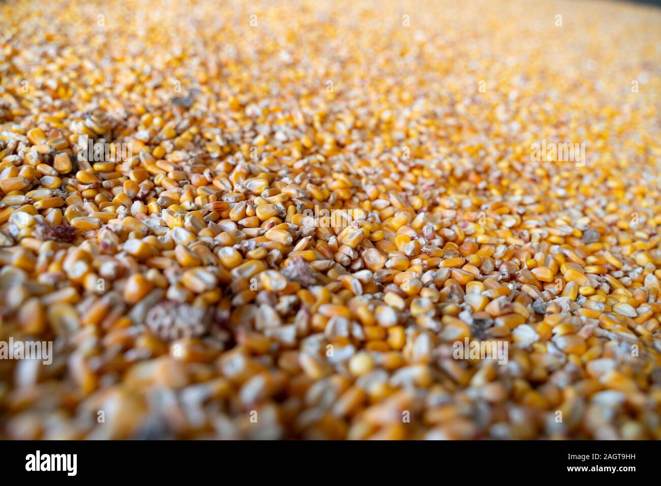 dried corn for background uses Stock Photo Alamy