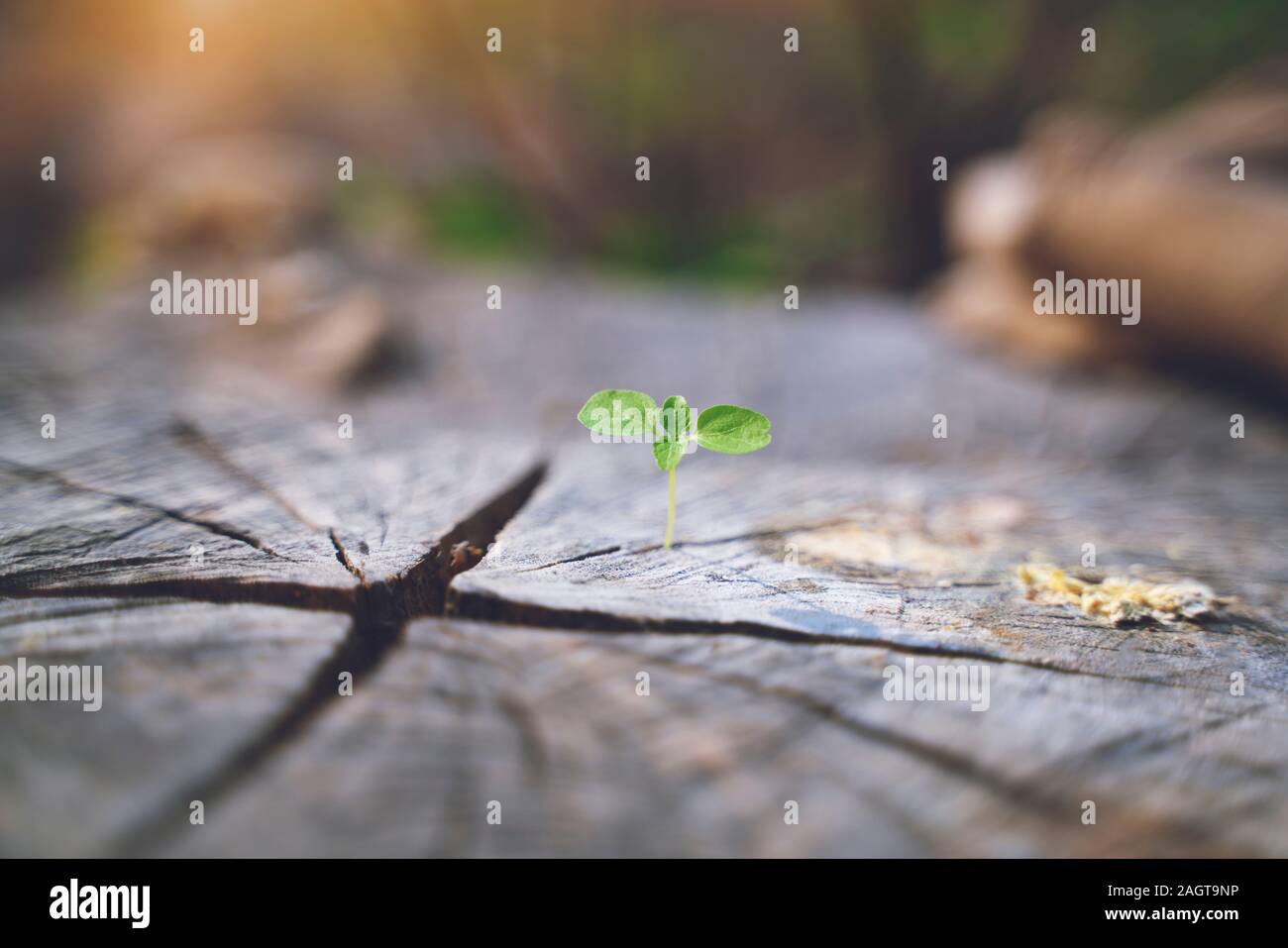 fresh green young plant of new seed born and grow up on a dark brown dead log tree in jungle showing contrast of colors lighting meaning and feeling o Stock Photo