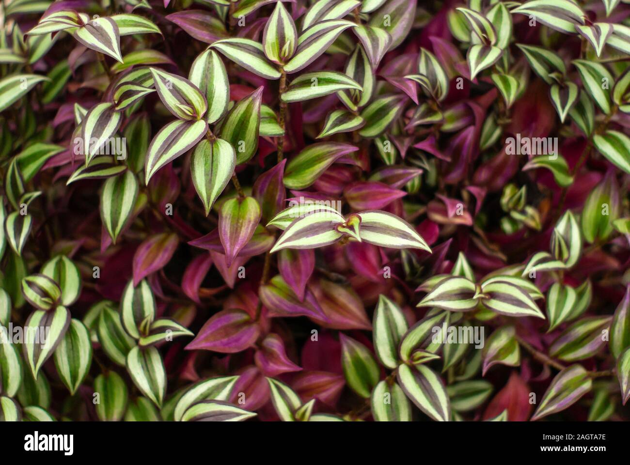 natural floral background of light green and purple striped leaves of a house plant of tradescantia zebrina Stock Photo