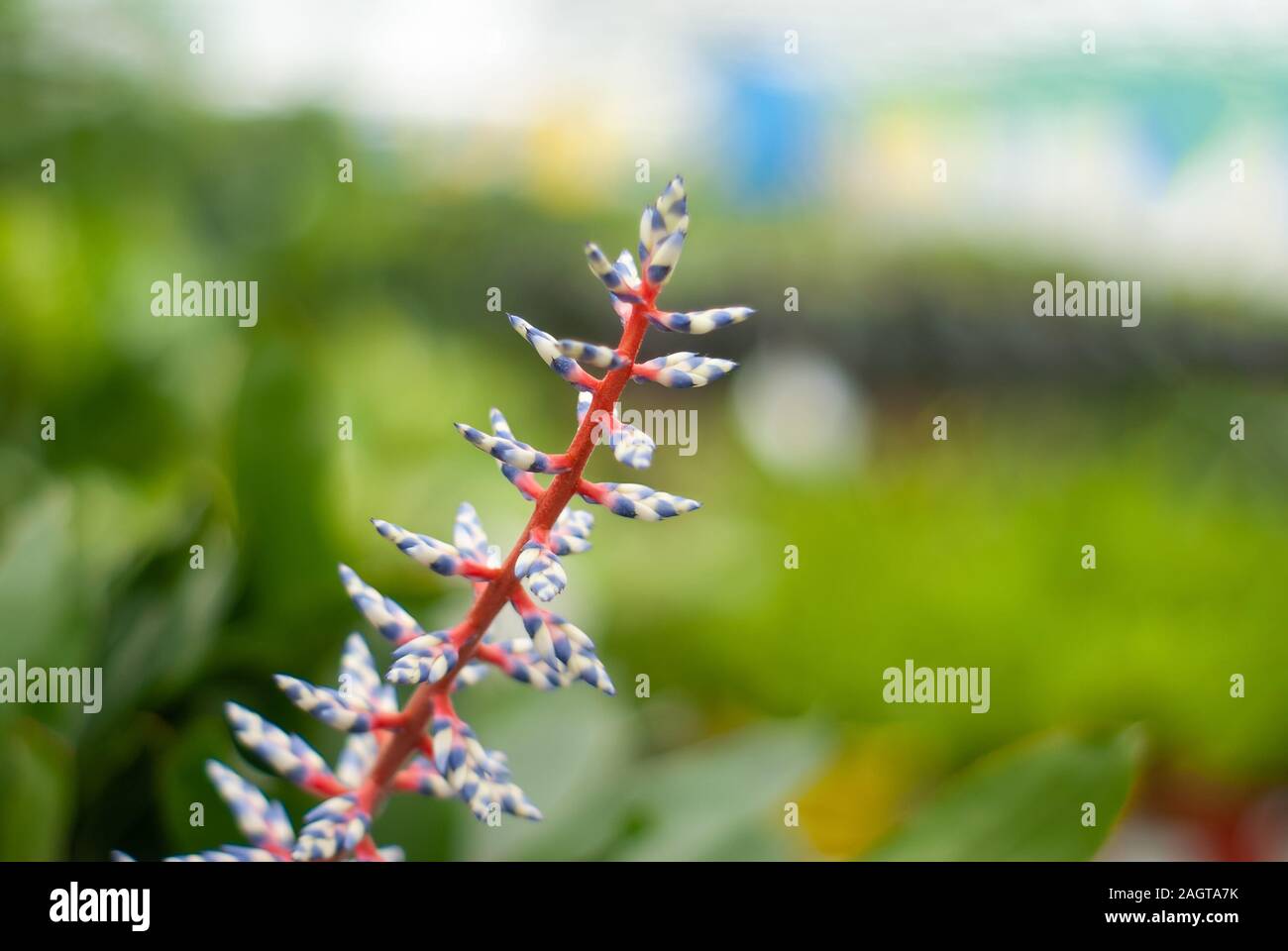 Close-up of white-blue Aechmea inflorescence with young buds on a blurred background Stock Photo