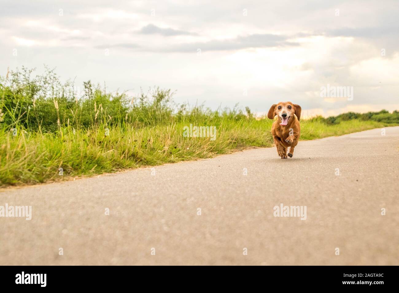 A Miniature Smooth Haired Dachshund running towards the camera Stock