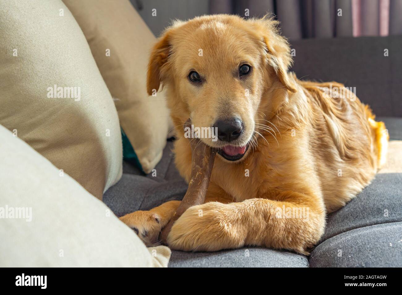 Adorable young golden retriever dog chewing the rawhide bone Stock