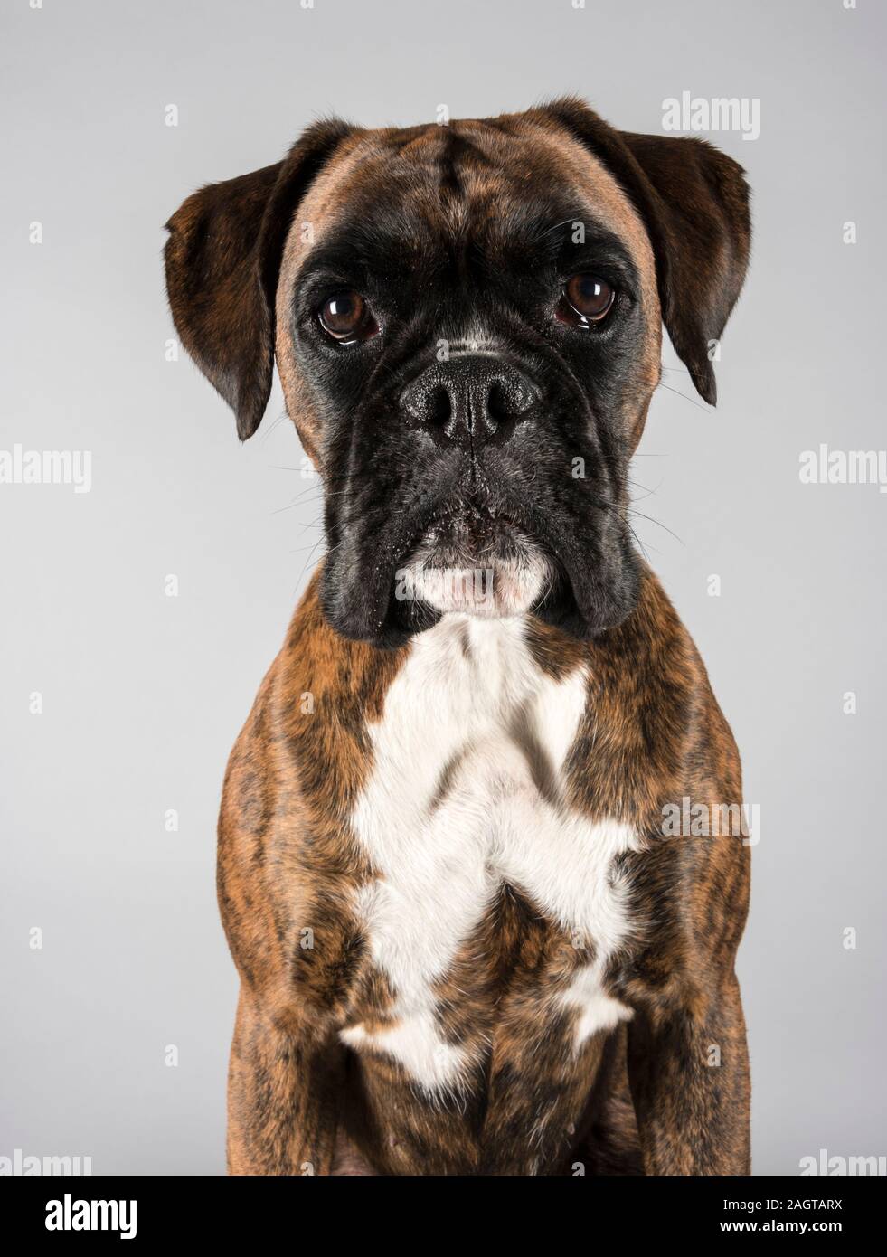 Female Boxer dog 2 years old UK Stock Photo Alamy