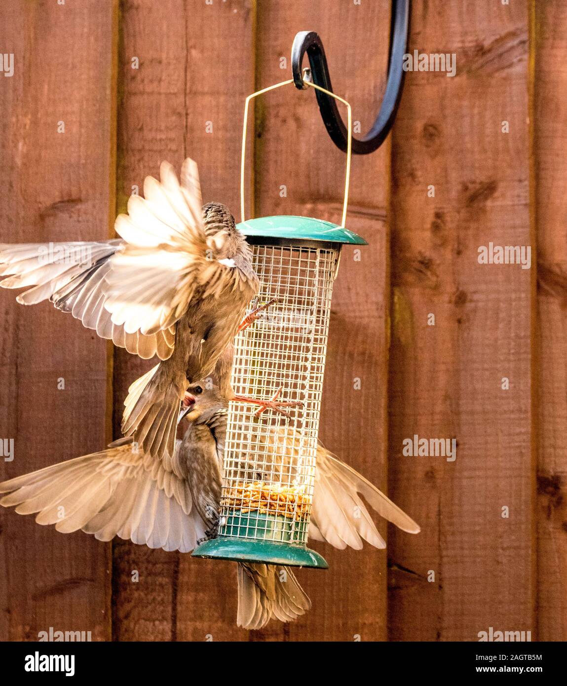 Starling birds eat from a bird feeder in a typical garden, in the