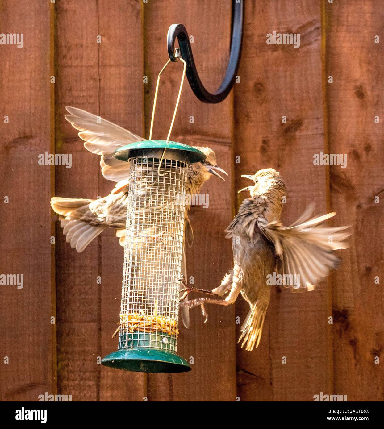 Starling birds eat from a bird feeder in a typical garden, in the
