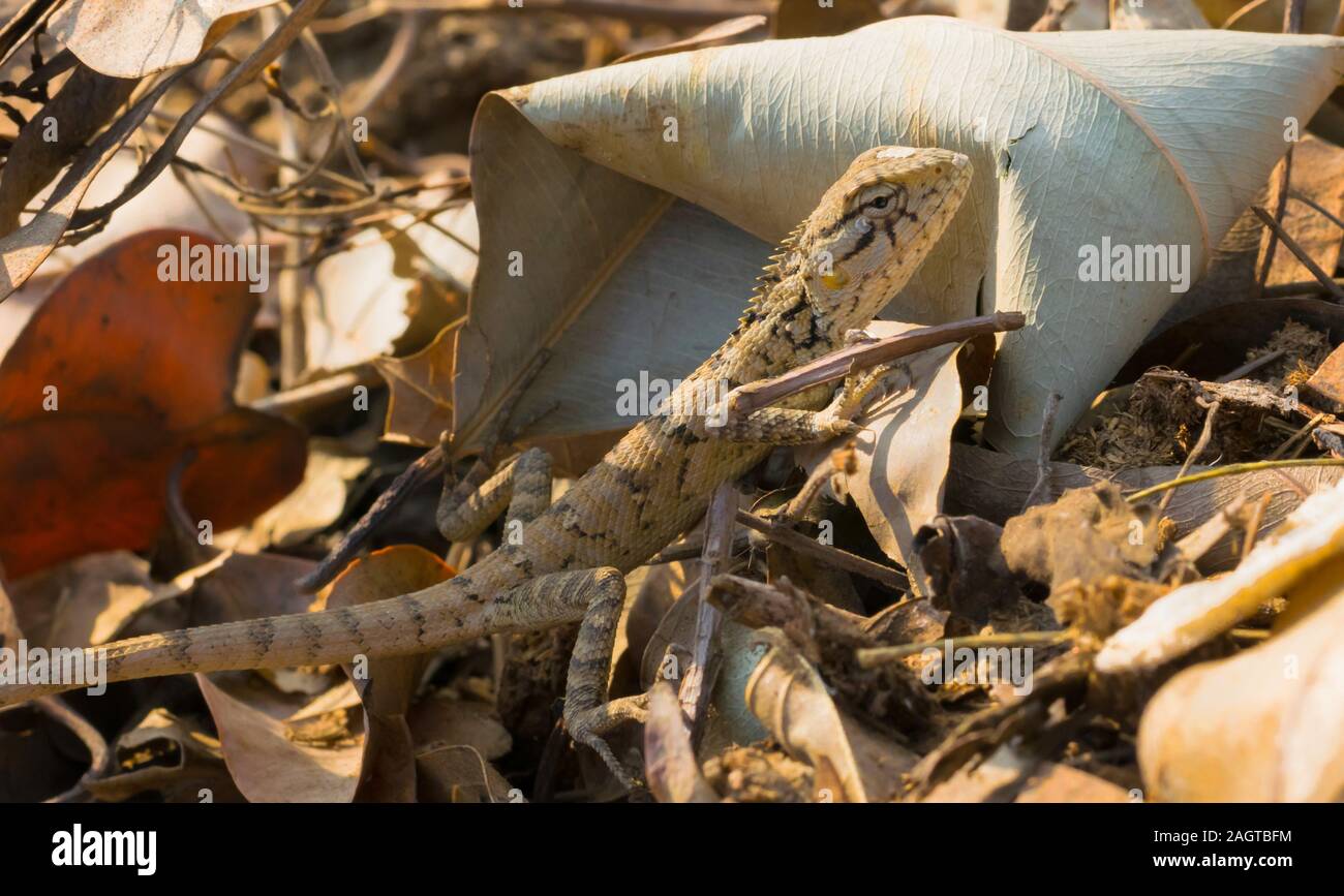 Indian lizard species hi-res stock photography and images - Alamy