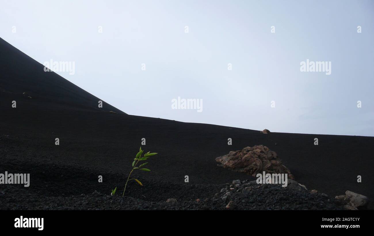 Growing Volcano A young green plant growing on desolate volcanic crater plateau after ...