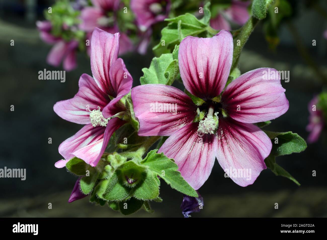 Malva durieui is native to the Canary Islands, Portugal and Spain, and NW Africa. Stock Photo