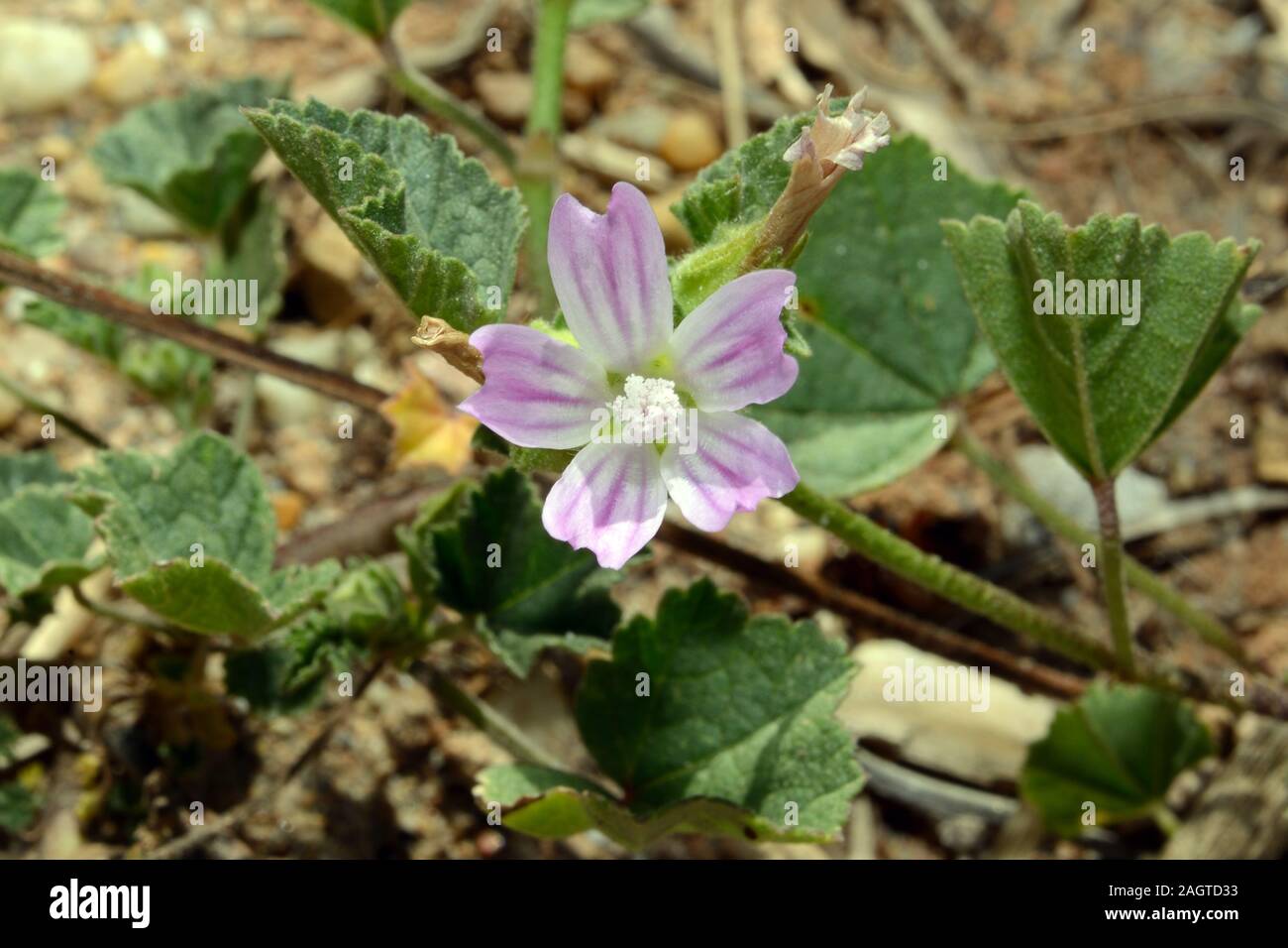 Malva multiflora (small tree mallow) can be found throughout the Mediterranean region mainly on cultivated and disturbed ground. Stock Photo