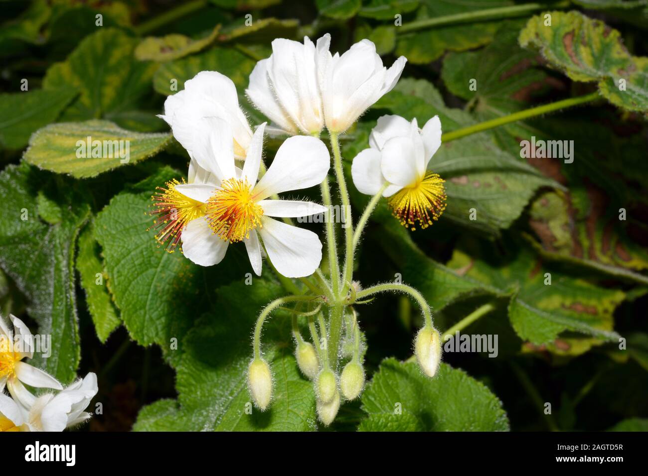 Sparrmannia africana (African hemp) is native to open woodland in Africa and Madagascar. Stock Photo