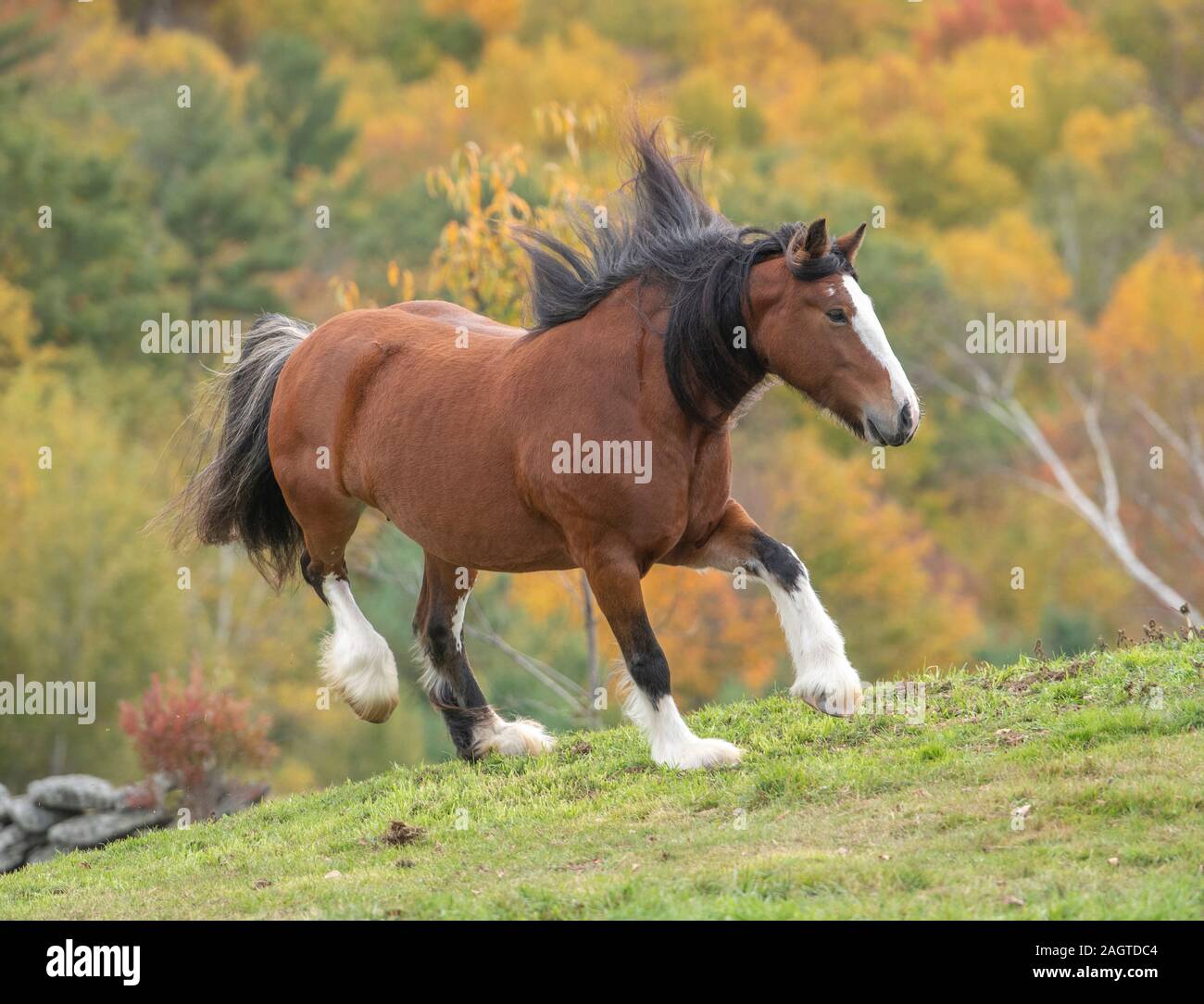 Gypsy Vanner horse mare romps in pasture with autumn coilors Stock Photo