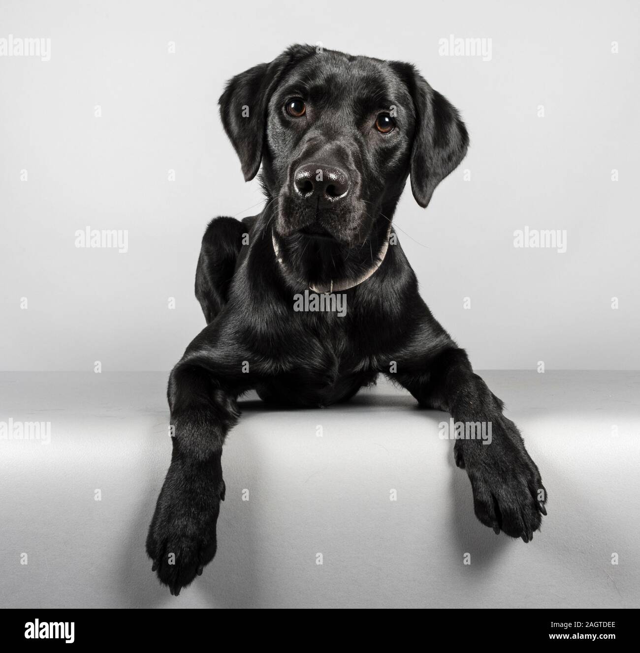 Labrador Retriever puppy photographed in the UK Stock Photo Alamy
