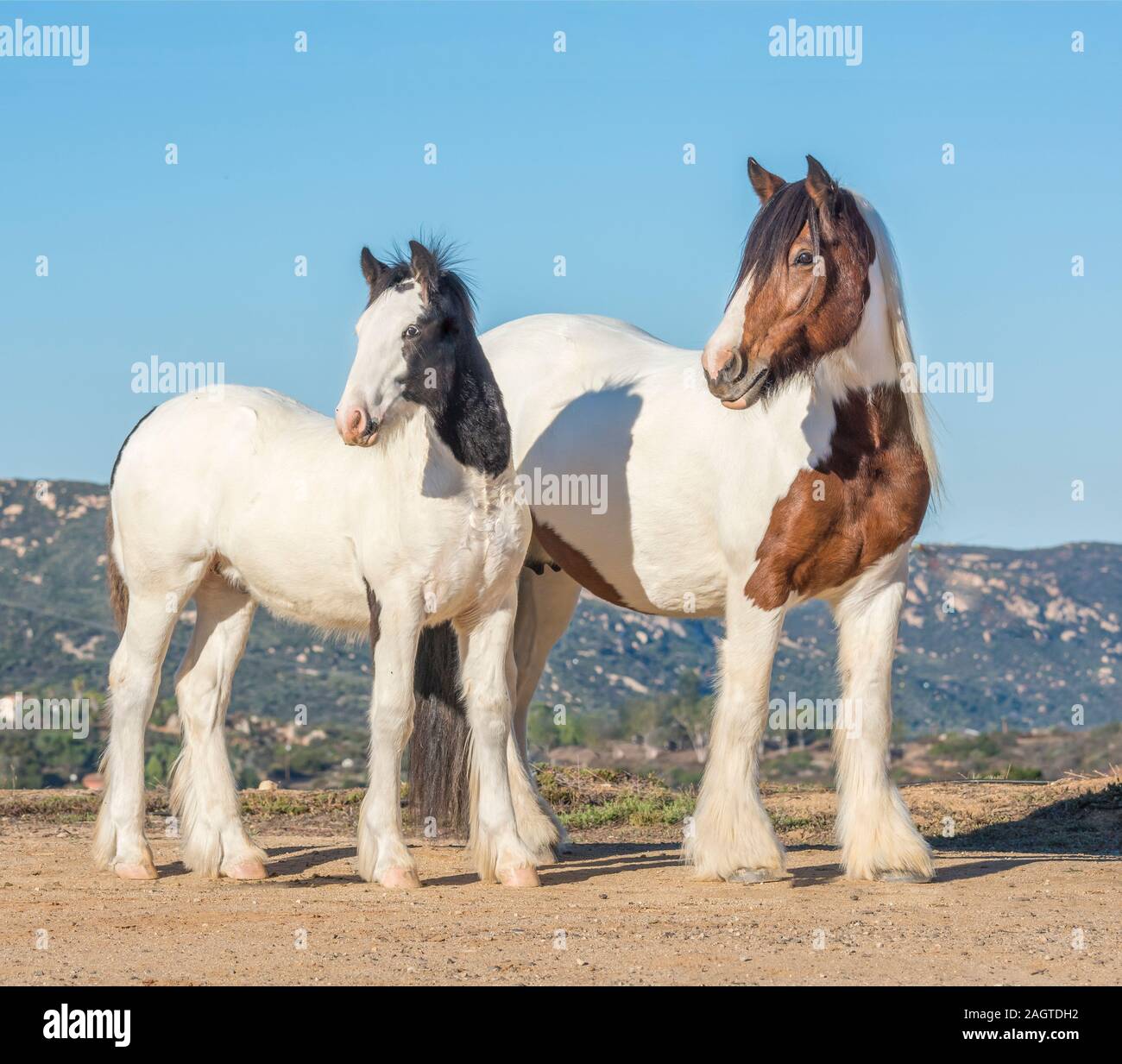 Gypsy Vanner Horse colt  weanling foal with mare Stock Photo