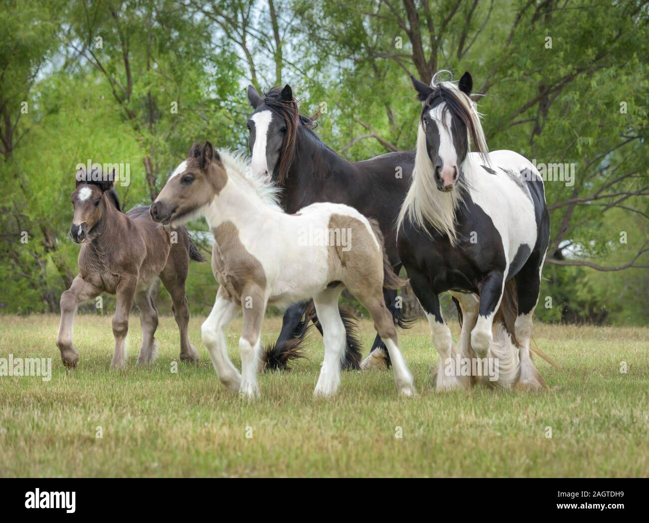 Gypsy Horse mares and foal running Stock Photo