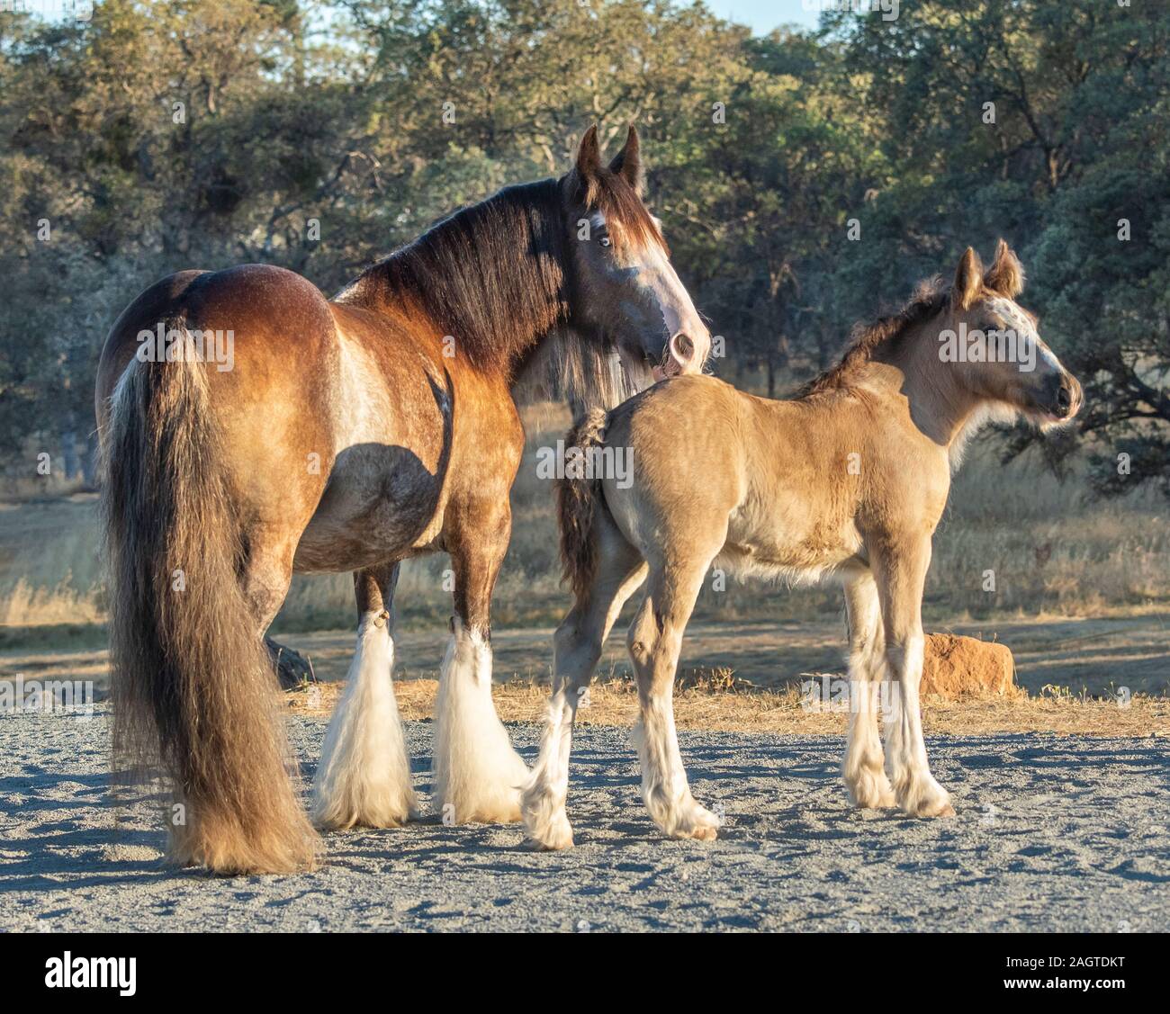 Gypsy Horse mare with foal Stock Photo