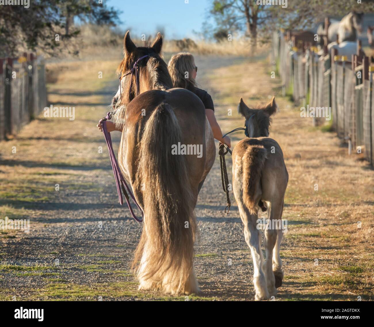 Woman leading mare and foal down paddock aisle Stock Photo