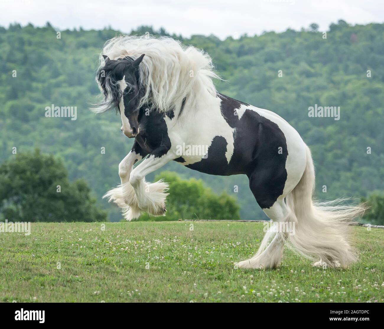 Gypsy Horse filly leaps and romps Stock Photo