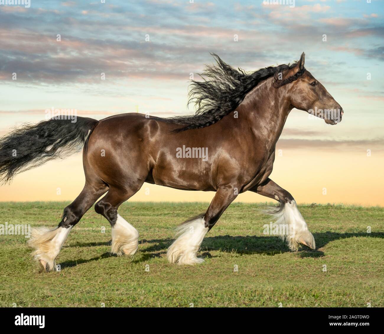 Gypsy Vanner Horse mare profile running Stock Photo