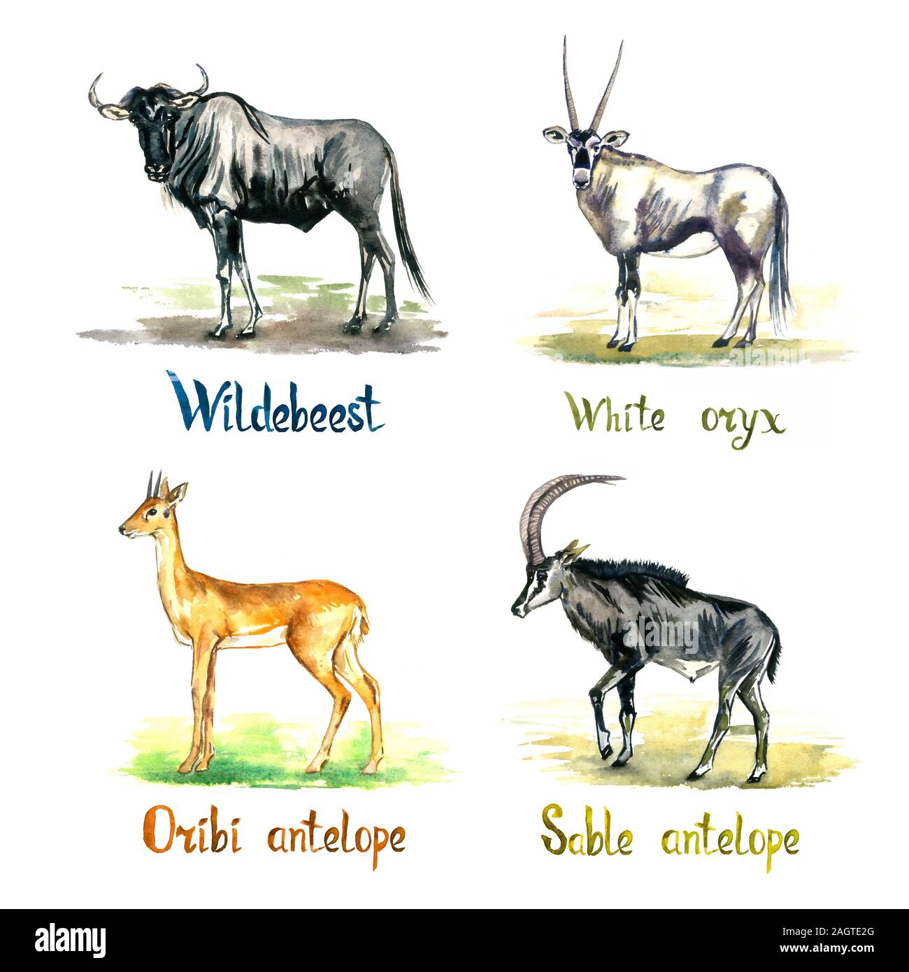 Wildebeest, White oryx, Oribi and  Sable, antelopes collection, handpainted watercolor illustration isolated on white, element for design Stock Photo