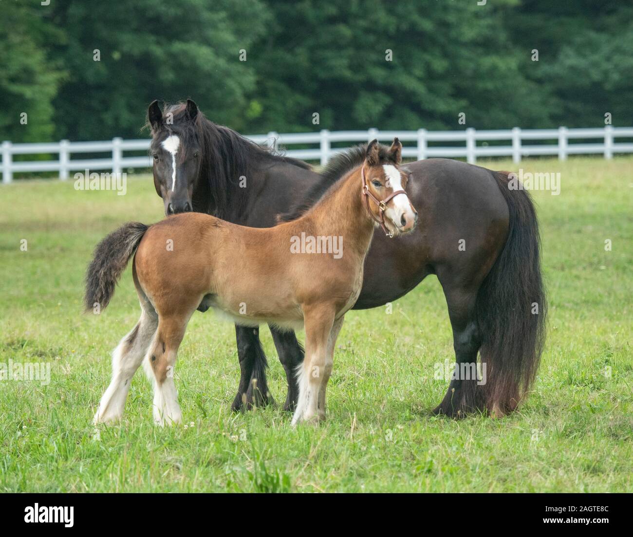 Gypsy cob horse mare and foal in green paddock Stock Photo