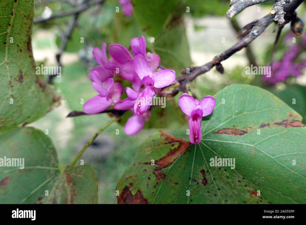 Gewöhnliche Judasbaum (Cercis siliquastrum) - Baum mit violetten Blüten, Famagusta, Türkische Republik Nordzypern Stock Photo