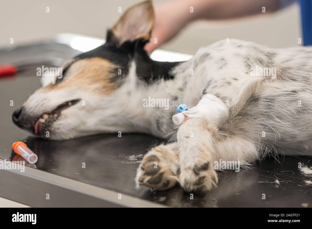 small sick jack russell terrier dog at the vet. Veterinarian prepares