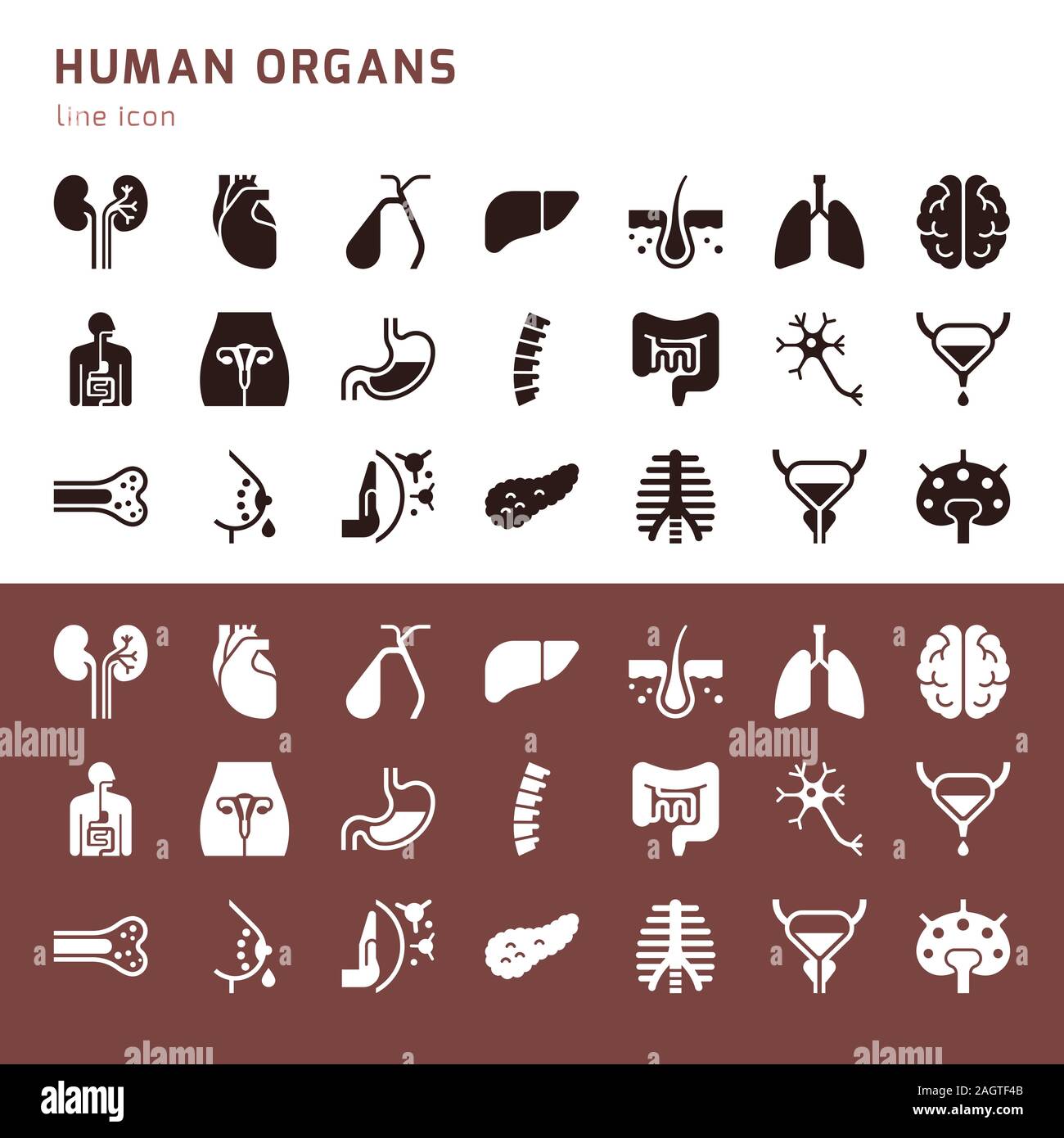 Set of vector icons of internal human organs in a glyph style isolated ...