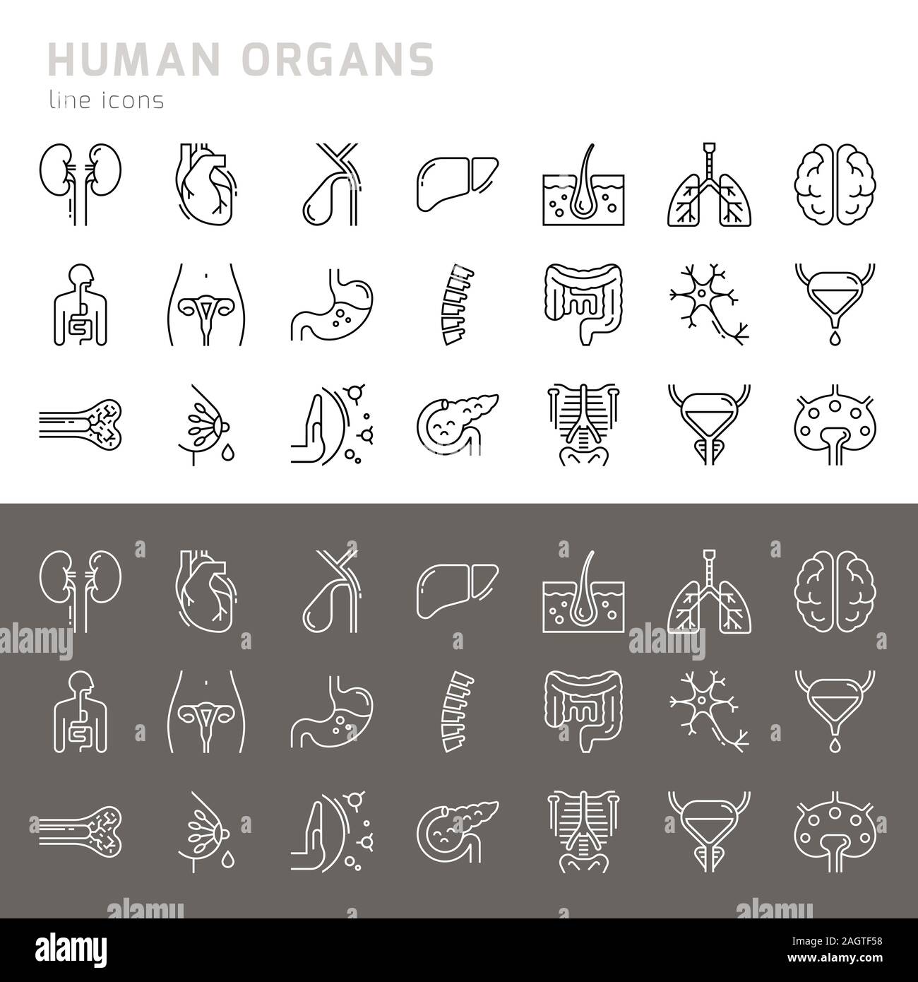 Set of vector icons of internal human organs in a glyph style isolated ...