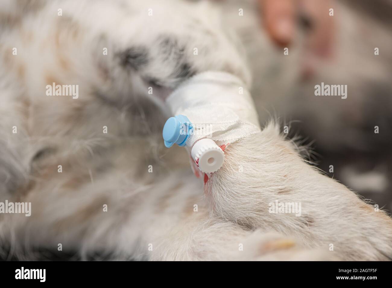 small sick jack russell terrier dog at the vet. Veterinarian prepares
