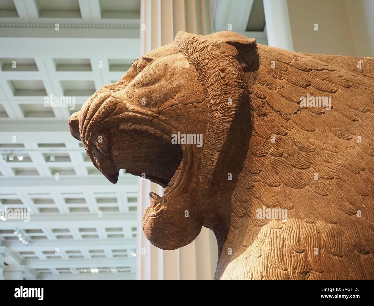 LONDON, UK - CIRCA SEPTEMBER 2019: Colossal guardian lion, Assyrian, about 865 to 860 BC from Nimrud Temple of Ishtar Sharatt-niphi, at the British Mu Stock Photo