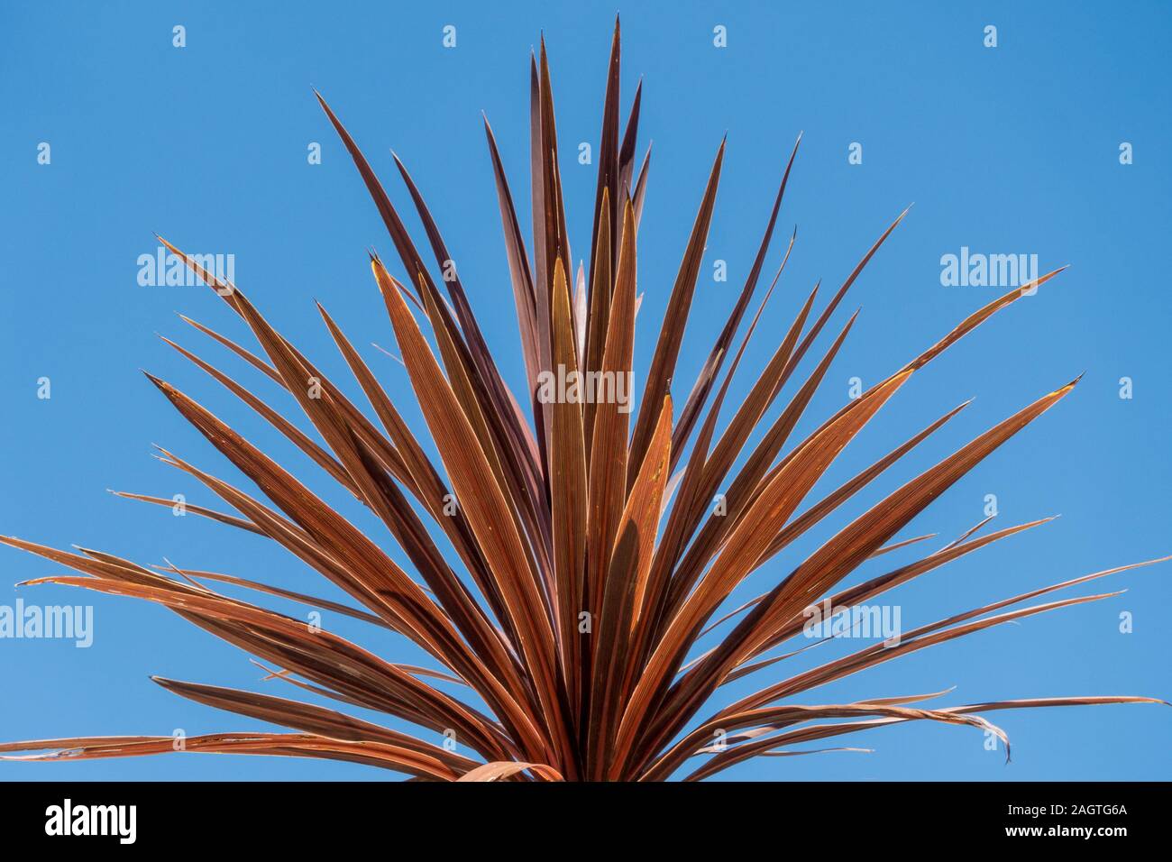 Translucent Cordyline australis 'Torbay Red' plant leaves against clear blue sky background in Summer Stock Photo