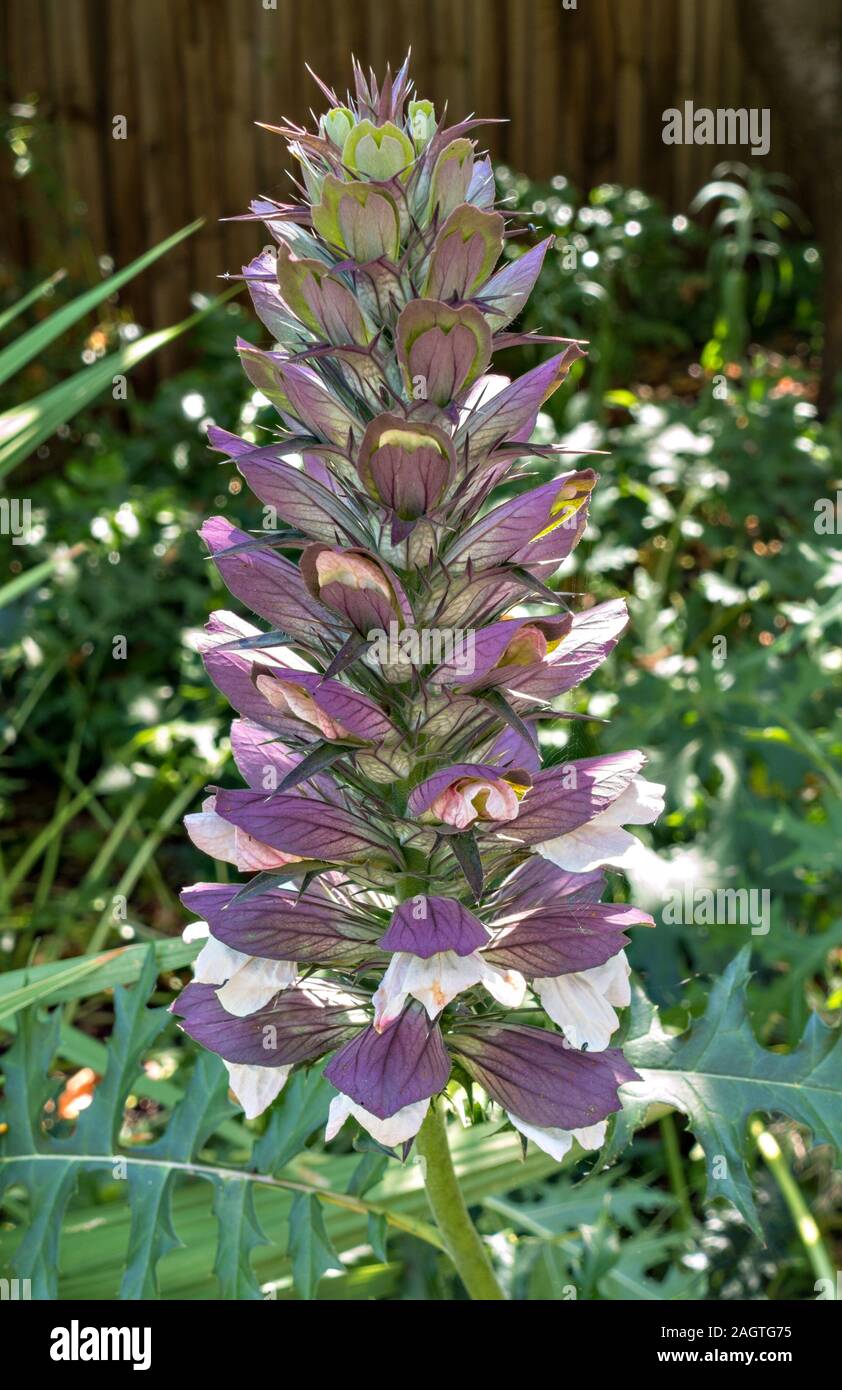 Acanthus mollis 'Bear's Breeches' flower spike raceme with white flowers and purple bracts growing in English garden in Summer Stock Photo
