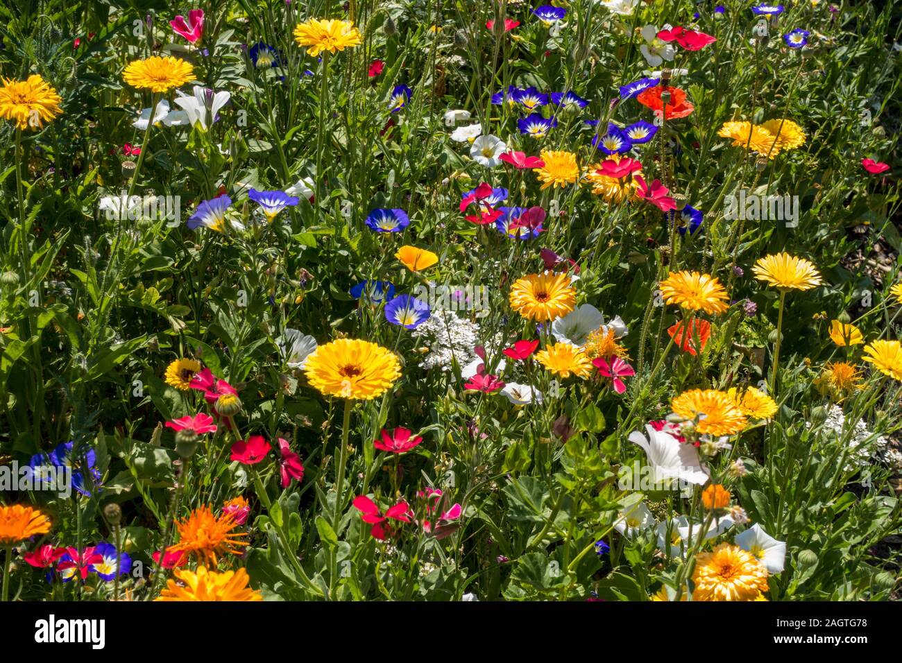 Bright, colourful mixed annuals flower meadow in summer cottage garden, Leicestershire, England, UK Stock Photo