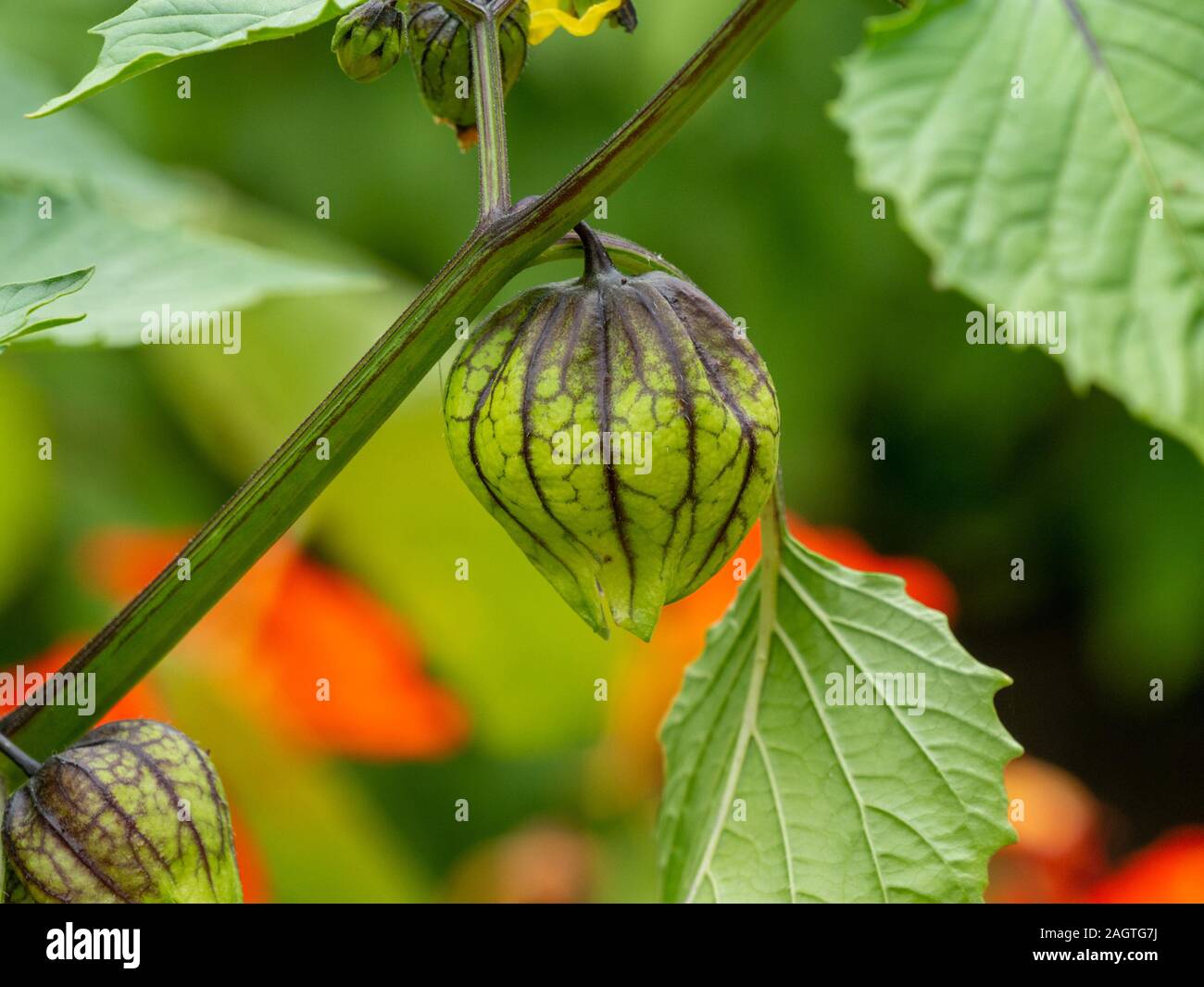 Closeup of single Tomatillo Mexican Husk tomato fruit, Physalis philadelphica 'Violet', July, Summer, UK Stock Photo