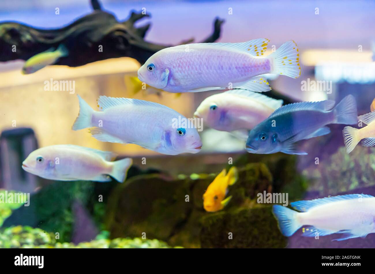 White cichlids fish. Home aquarium with exotic fish. Stock Photo