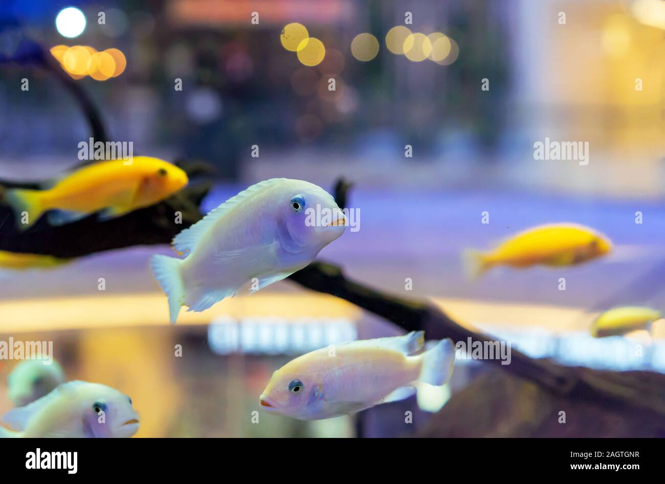 Exotic cichlids cheap