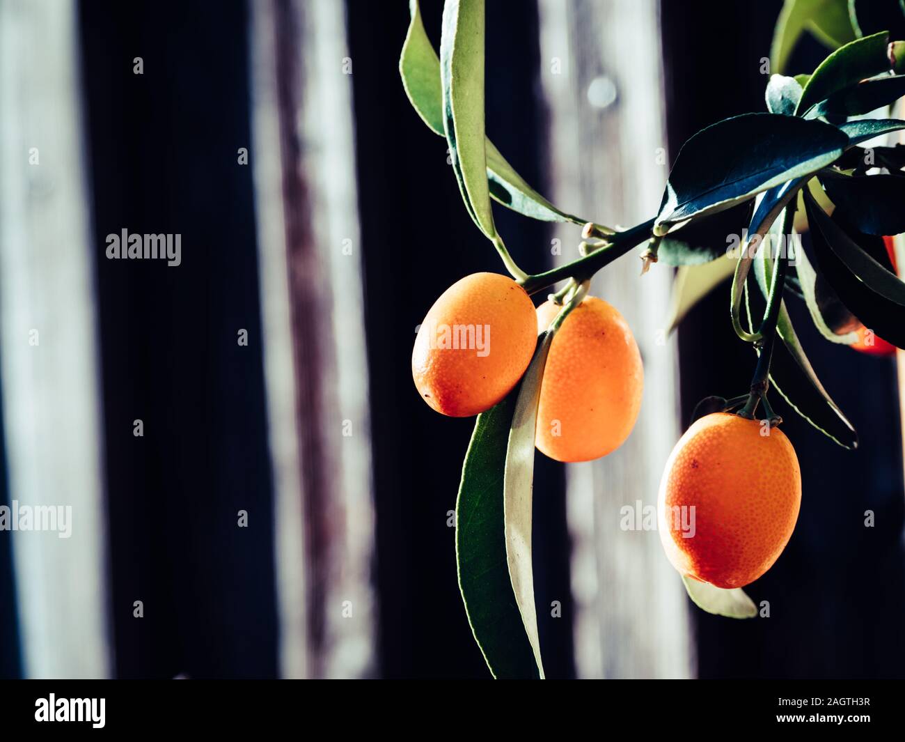 Kumquat fruit, close up. Fortunella margarita Kumquats or Cumquats