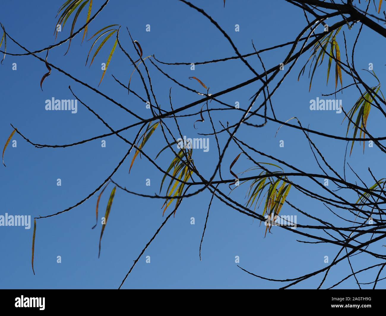 Thin branches of a young willow tree with the last few leaves in winter against a blue sky background Stock Photo