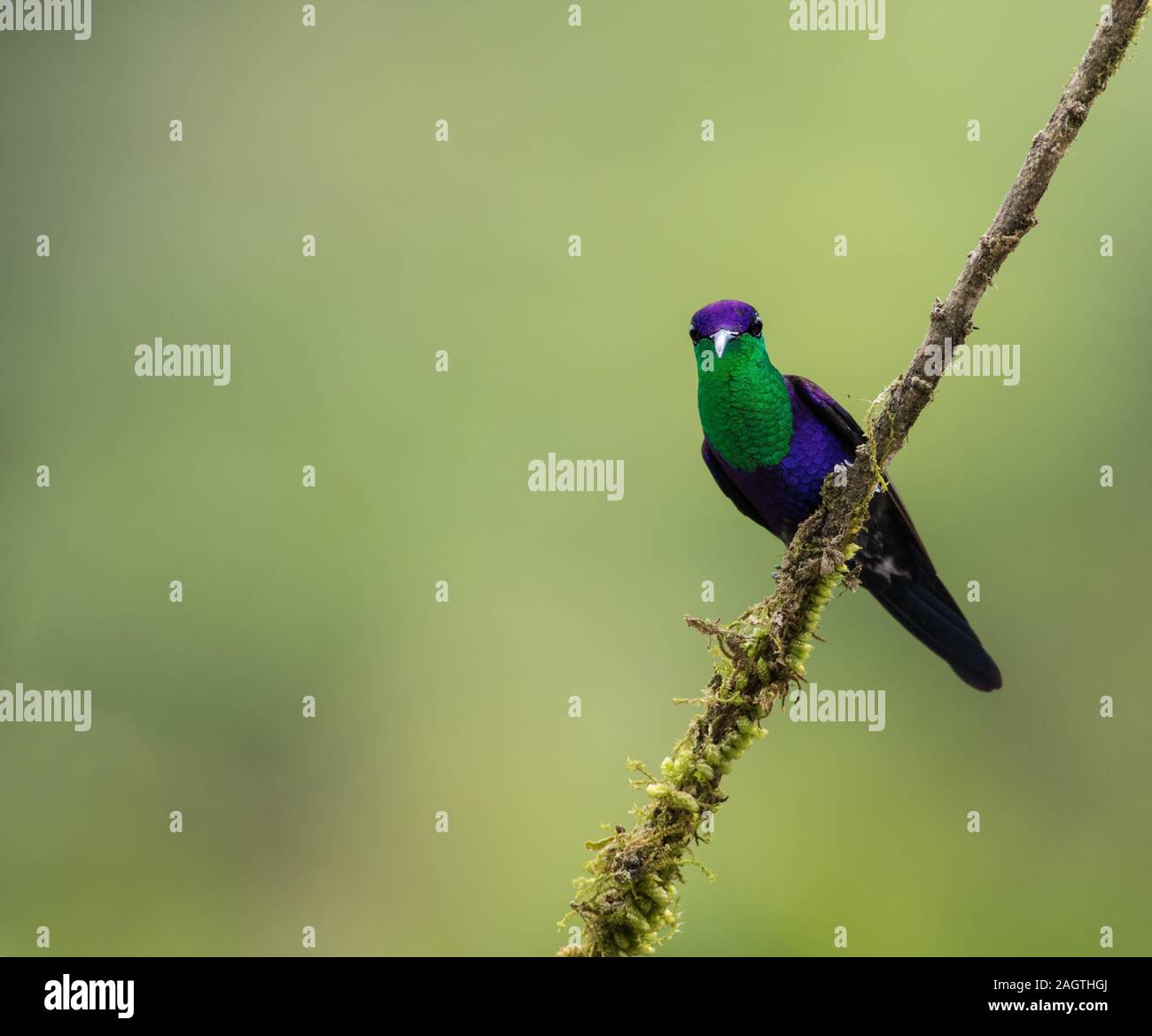 Thalurania colombica colombica hires stock photography and images Alamy