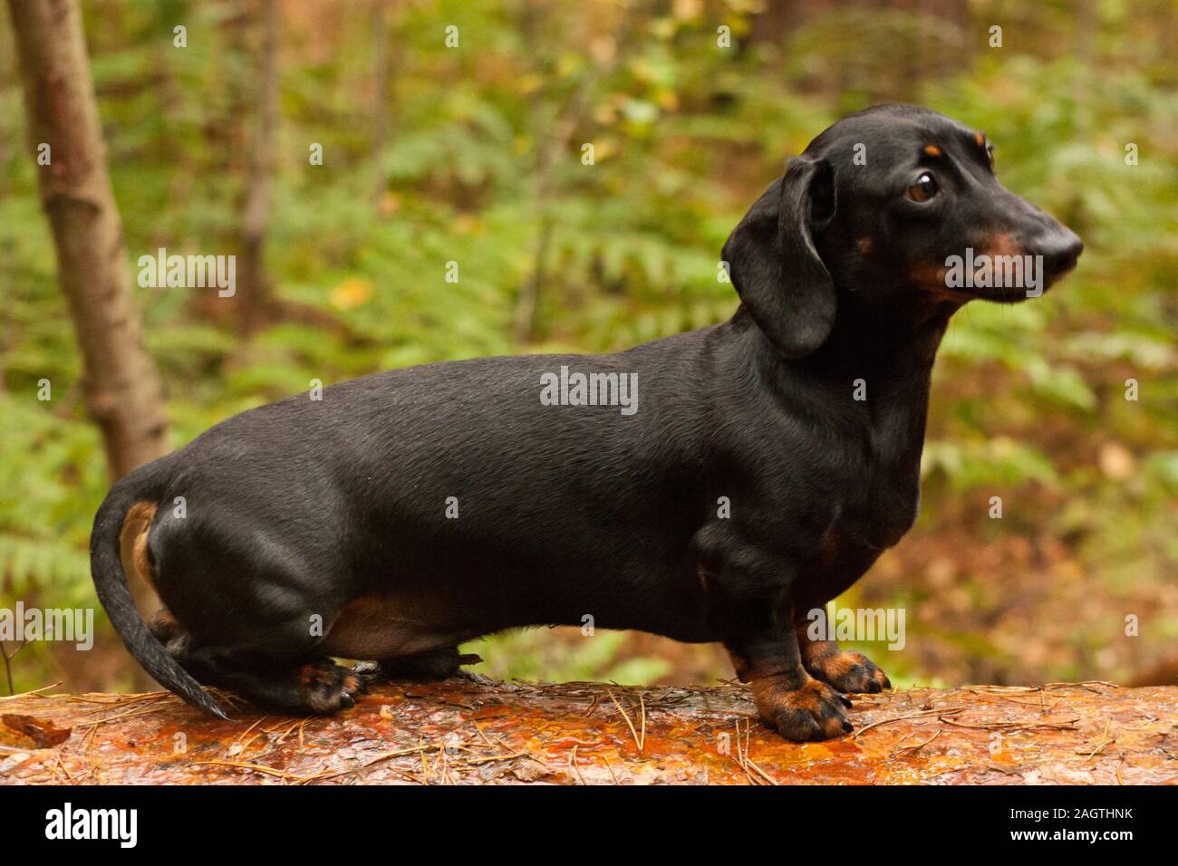 The wonderful breed of the Miniature Dachshund, dog Stock Photo - Alamy
