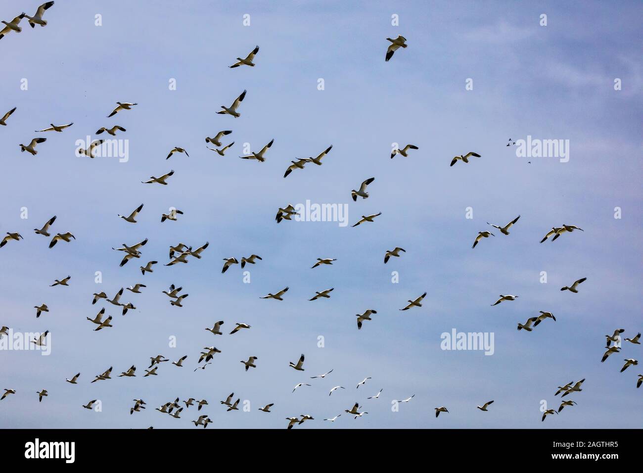 Snow and Ross's geese take flight at the Meced National Wildlife Refuge in the Central Valley of California USA Stock Photo