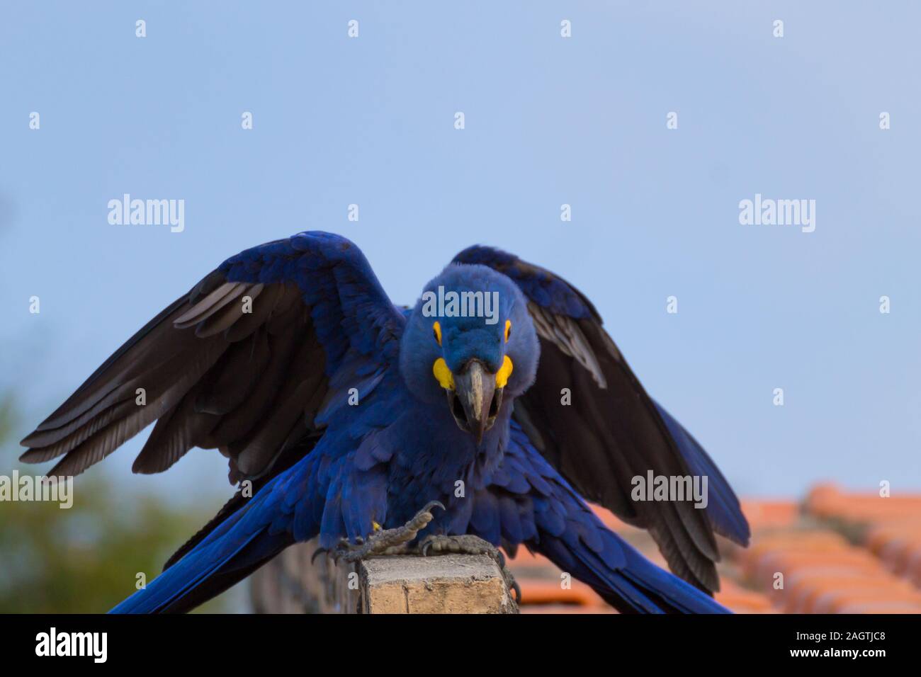 Couple hyacinth macaw from hi-res stock photography and images - Alamy